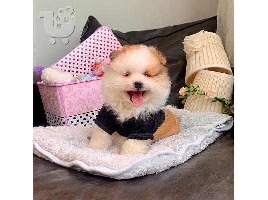 Κουτάβια Pomeranian